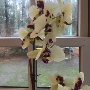 Meet your Posher, Theresa